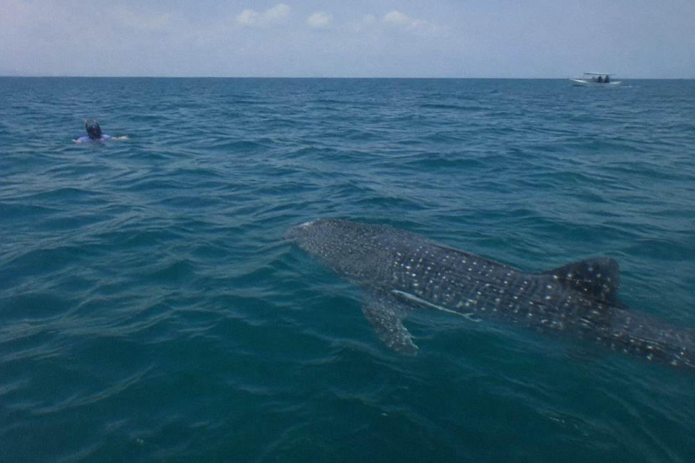 A whale shark swimmer in the water beside a guide with a boat waiting at a distance
