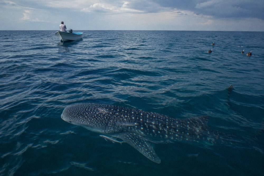 A small boat holding position in open water beside a swimming whale shark