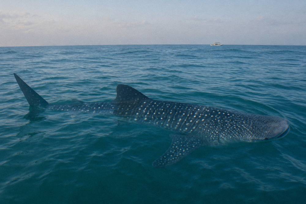 A small boat with snorkelers waiting beside a whale shark in open water